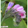 Symphytum x uplandicum - Futter-Beinwell (Saatgut)
