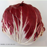 Salat Roter von Verona - Radicchio (Saatgut)