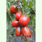 Tomate Black Plum - Salat-Tomate (Bio-Saatgut)