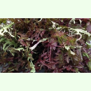 Asia-Gemüse 'Purple Frills' - Blattsenf (Bio-Saatgut)