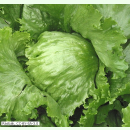 Salat Laibacher Eis 2 - Eissalat (Bio-Saatgut)