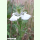 Nigella arvensis - Acker-Schwarzkümmel (Saatgut)