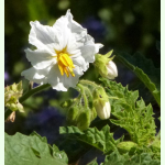 Solanum sisymbriifolium - Litchi-Tomate (Saatgut)