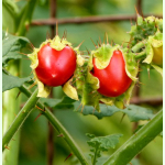 Solanum sisymbriifolium - Litchi-Tomate (Saatgut)