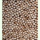 Bohne Peinsipps Zweifarbige - Stangenbohne (Saatgut)