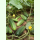 Gurke Russian Pickling - Einlegegurke (Bio-Saatgut)