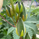Abelmoschus manihot - Aibika (Saatgut)