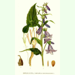 Campanula rapunculoides - Acker-Glockenblume (Bio-Saatgut)