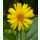 Silphium perfoliatum - Durchwachsene Silphie (Saatgut)