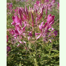 Cleome spinosa Pink - Spinnenblume (Bio-Saatgut)