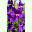Verbascum phoeniceum Violetta - Violette Königskerze...