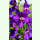 Verbascum phoeniceum Violetta - Violette Königskerze (Saatgut)