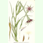 Tragopogon porrifolius - Haferwurzel (Bio-Saatgut)