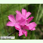 Dianthus carthusianorum - Kartäuser-Nelke (Bio-Saatgut)
