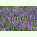 Lupinus perennis - Blaue Staudenlupine (Saatgut)