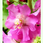 Verbascum phoeniceum Rosetta - Rosa Königskerze (Saatgut)