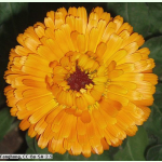 Calendula officinalis Orange King - Ringelblume (Bio-Saatgut)