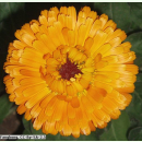 Calendula officinalis Orange King - Ringelblume...