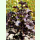 Perilla frutescens var. crispa Rotes Shiso - Rotblättrige Schwarznessel (Bio-Saatgut)