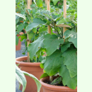 Aubergine Slim Jim (Bio-Saatgut)