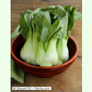 Asia-Gemüse 'Taisai' - Pak Choi (Bio-Saatgut)