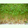 Lepidium sativum Großblättrige - Großblättrige Kresse (Bio-Saatgut)