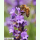 Lavandula angustifolia Munstead-Strain - Garten-Lavendel (Bio-Saatgut)