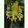 Allium flavum - Gelber Hänge-Lauch (Saatgut)