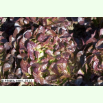Salat Red Salad Bowl - Eichblattsalat (Bio-Saatgut)