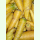 Möhre Gelbe Pfälzer - Lagerkarotte (Saatgut)
