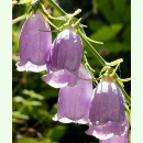 Campanula cretica - Kretische Glockenblume (Saatgut)
