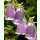 Campanula cretica - Kretische Glockenblume (Saatgut)