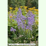 Campanula lactiflora - Riesen-Glockenblume (Saatgut)
