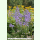 Campanula lactiflora - Riesen-Glockenblume (Saatgut)