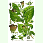 Atropa belladonna - Tollkirsche (Saatgut)