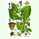 Atropa belladonna - Tollkirsche (Saatgut)