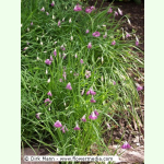 Allium cyathophorum - Becherlauch (Bio-Saatgut)