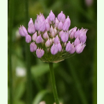 Allium angulosum - Kantiger Lauch (Bio-Saatgut)