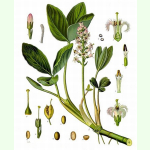 Menyanthes trifoliata - Fieberklee (Saatgut)