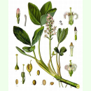 Menyanthes trifoliata - Fieberklee (Saatgut)