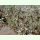 Arenaria serpyllifolia - Quendel-Sandkraut (Saatgut)