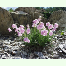 Allium narcissiflorum - Narzissenblütiger Lauch...