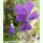 Viola dubyana - Dubys Veilchen (Saatgut)