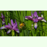 Iris graminea - Pflaumen-Iris (Saatgut)