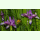 Iris graminea - Pflaumen-Iris (Saatgut)