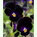 Viola tricolor Bowles Black - Schwarzes...
