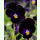 Viola tricolor Bowles Black - Schwarzes Stiefmütterchen (Saatgut)