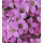 Campanula lactiflora Dwarf Pink - Rosa Glockenblume (Saatgut)