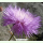 Amberboa moschata Lucida - Duftflockenblume (Saatgut)