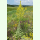 Verbascum speciosum - Pracht-Königskerze (Bio-Saatgut)